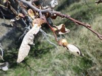Leaf gall on hackberry