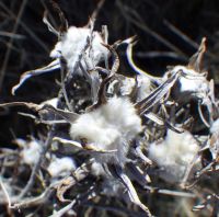 Cotton-flower galls on rabbitbrush.
