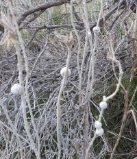 Bubble galls on rabbitbrush