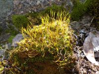 Twisted moss (Syntrichia ruralis)