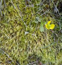 Ecotone moss (Homalothecium aeneum)