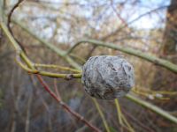Cone gall on willow