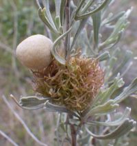Sponge gall and medusa gall on sagebrush
