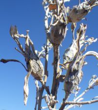 Stem gall on sagebrush.