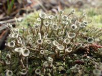 Trumpet or pixie-cup lichen (Cladonia fimbriata)