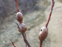 Stem gall on willow.