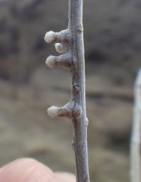 Fuzzy-headed stem gall on rabbitbrush.