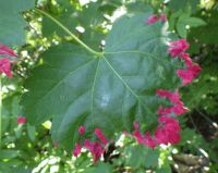 Mite gall on Rocky Mountain maple