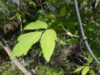 eastern box-elder (<em>Acer negundo var. violaceum</em>)