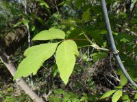 eastern box-elder (<em>Acer negundo var. violaceum</em>)