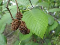Mountain alder (Alnus incana ssp. tenuifolia)