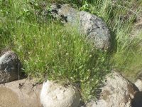 Douglas's sedge (<em>Carex douglasii</em>)