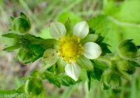 cordilleran woodbeauty, tall cinquefoil (Drymocallis convallaria)