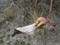 Petiole gall and fruit on netleaf hackberry (Celtis reticulata)