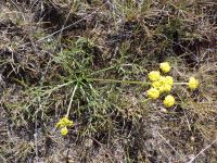 gumbo or Wasatch biscuitroot (<em>Lomatium bicolor var. leptocarpum</em>)