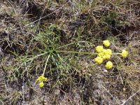 gumbo or Wasatch biscuitroot (<em>Lomatium bicolor var. leptocarpum</em>)