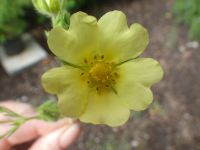 sulphur cinquefoil (<em>Potentilla recta</em>)