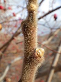 Hairy twig of staghorn sumac (Rhus typhina)