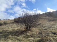 Solitary Utah serviceberry (Amelanchier utahensis) in Lower Hulls Gulch