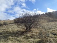 Solitary Utah serviceberry (Amelanchier utahensis) in Lower Hulls Gulch