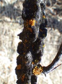 Corky-winged twig of English elm (Ulmus procera)