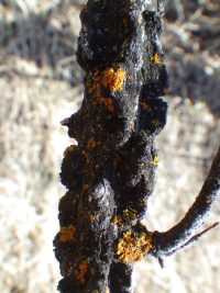 Corky-winged twig of English elm (Ulmus procera)