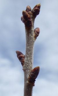 Hairy twig of mahaleb cherry (Prunus mahaleb)