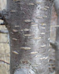 Bark of mahaleb cherry (Prunus mahaleb)