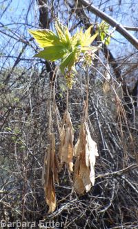 eastern box-elder (<em>Acer negundo var. violaceum</em>)