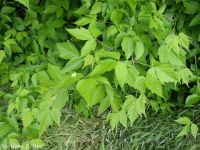 eastern box-elder (<em>Acer negundo var. violaceum</em>)