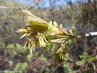 eastern box-elder (<em>Acer negundo var. violaceum</em>)