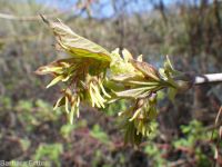 eastern box-elder (<em>Acer negundo var. violaceum</em>)