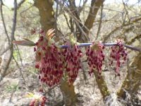 eastern box-elder (<em>Acer negundo var. violaceum</em>)