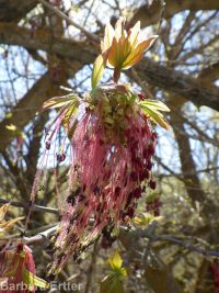 eastern box-elder (<em>Acer negundo var. violaceum</em>)