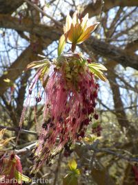 eastern box-elder (<em>Acer negundo var. violaceum</em>)