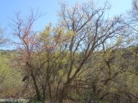 eastern box-elder (<em>Acer negundo var. violaceum</em>)