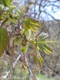 eastern box-elder (<em>Acer negundo var. violaceum</em>)