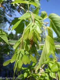 eastern box-elder (<em>Acer negundo var. violaceum</em>)
