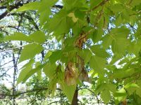 eastern box-elder (<em>Acer negundo var. violaceum</em>)