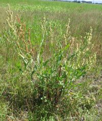 triangle or willow dock (<em>Rumex salicifolius var. triangulivalvis</em>)