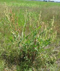 triangle or willow dock (<em>Rumex salicifolius var. triangulivalvis</em>)