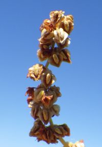 triangle or willow dock (<em>Rumex salicifolius var. triangulivalvis</em>)