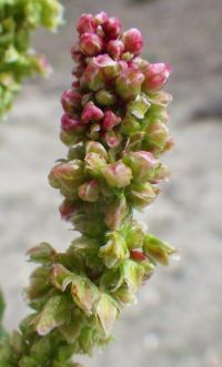 triangle or willow dock (<em>Rumex salicifolius var. triangulivalvis</em>)