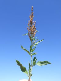triangle or willow dock (<em>Rumex salicifolius var. triangulivalvis</em>)