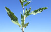 triangle or willow dock (<em>Rumex salicifolius var. triangulivalvis</em>)