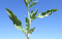 triangle or willow dock (<em>Rumex salicifolius var. triangulivalvis</em>)