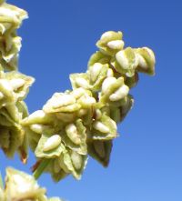 triangle or willow dock (<em>Rumex salicifolius var. triangulivalvis</em>)