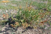 triangle or willow dock (<em>Rumex salicifolius var. triangulivalvis</em>)