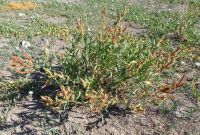 triangle or willow dock (<em>Rumex salicifolius var. triangulivalvis</em>)