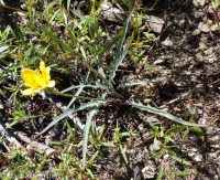 steppe agoseris or mountain-dandelion (<em>Agoseris parviflora</em>)